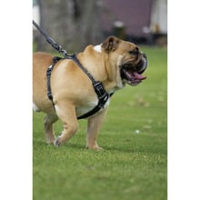 Ultimate Dog Harness